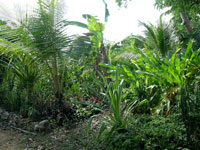 Maya Forest garden
